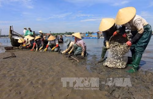 Làm rõ nguyên nhân ngao chết hàng loạt ở các địa phương ven biển ảnh 1