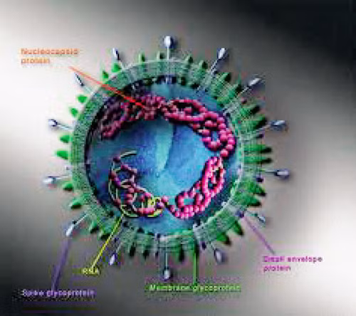  Mỹ cảnh báo về nguy cơ của virus chết người mới ảnh 1