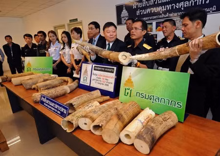 Thái Lan cam kết ngăn chặn buôn lậu ngà voi ảnh 1