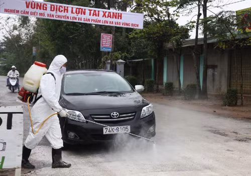Nỗ lực dập dịch lợn tai xanh ảnh 1