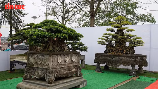 Đấu giá cây cảnh gây quỹ tôn tạo Đền Hóa Dạ Trạch