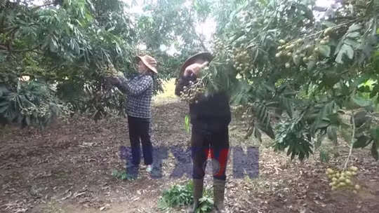 Thủ phủ nhãn lồng Hưng Yên chuẩn bị vào vụ thu hoạch