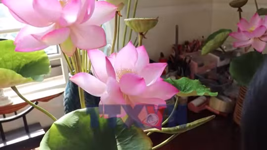 Hoa sen đất sét lên ngôi trong mùa Tết đô thị