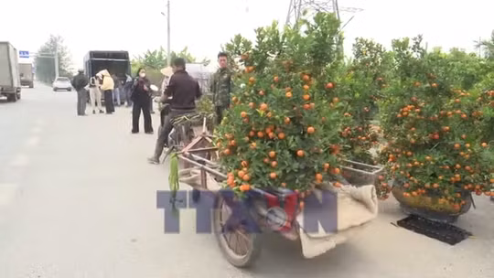 Quất cảnh Thanh Hà hút khách ngày Tết