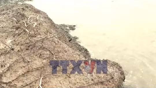 Sạt lở đê biển Đông ở Cà Mau diễn biến phức tạp 