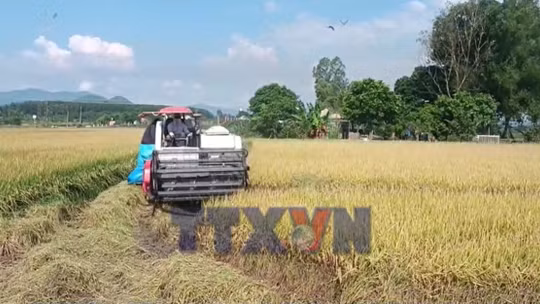 Năng suất lúa ST25 ở Tây Nguyên đạt 13 tấn mỗi hecta