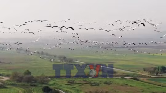Hàng triệu con chim vẫn đến làm tổ tại Israel bất chấp chiến tranh