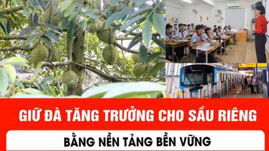 Giữ đà tăng trưởng cho sầu riêng bằng nền tảng bền vững
