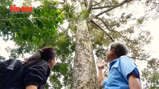 'Cụ' sầu riêng trăm tuổi trên cù lao Tân Lộc - Cần Thơ