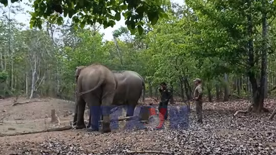 'Chăn voi' giữa rừng già