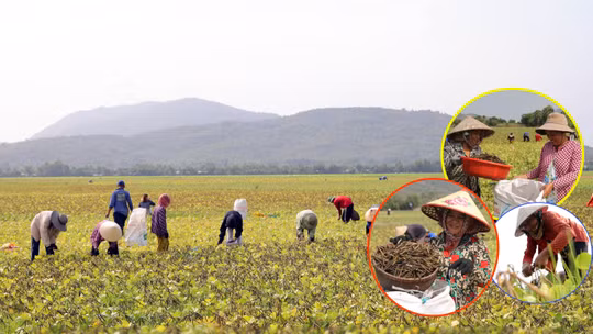 Mùa đậu xanh cận Tết ở vùng Bảy Núi An Giang