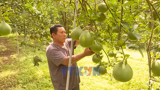 Bưởi Tết có xu hướng tăng giá do mất mùa