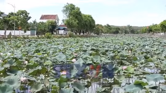 Nghệ An: Nâng tầm thương hiệu làng sen quê Bác