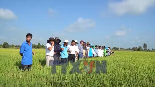 Trình diễn giống lúa mới với nhiều ưu điểm vượt trội tại An Giang