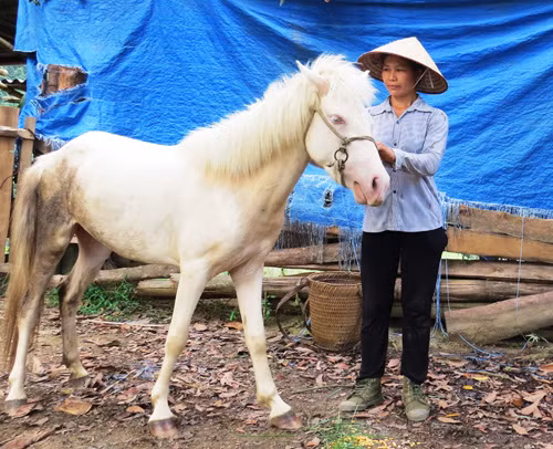 Biến đồi tạp thành trang trại trù phú ảnh 1