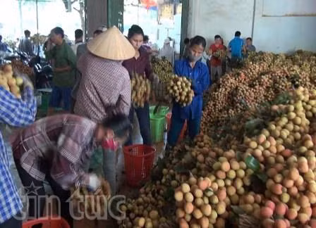 Lô vải thiều Việt Nam đầu tiên đến Pháp ngày 4/6 ảnh 2