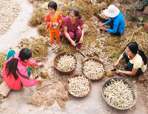 Nỗ lực xoá nghèo trên “vương quốc tỏi” Lý Sơn ảnh 1