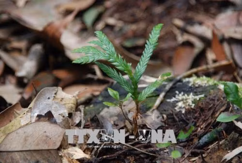 Bảo tồn, phát triển 3 loài thực vật quý hiếm tại Khu bảo tồn thiên nhiên Xuân Liên ảnh 2