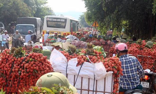 Nhộn nhịp mua bán vải thiều Lục Ngạn, Bắc Giang ảnh 1
