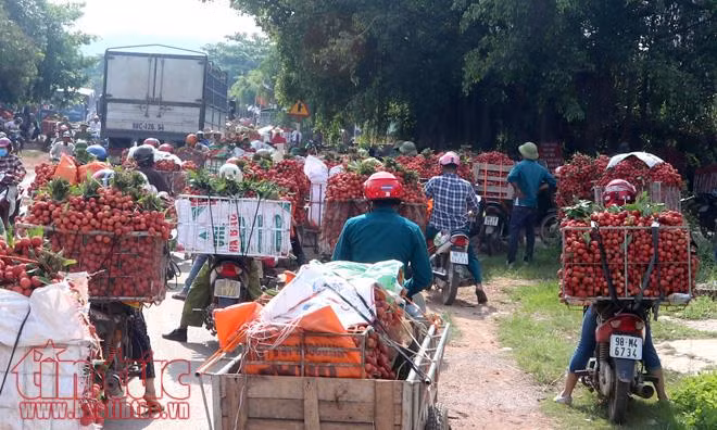 Nhộn nhịp mua bán vải thiều Lục Ngạn, Bắc Giang ảnh 7