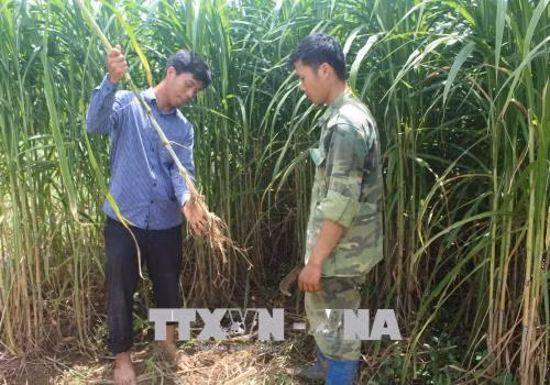 Say mê nghiên cứu giúp đồng bào vùng cao phát triển kinh tế ảnh 2
