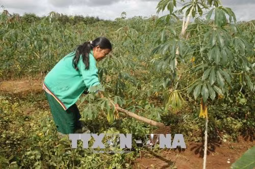Giống sắn mới giúp đồng bào dân tộc tăng thu nhập ảnh 1