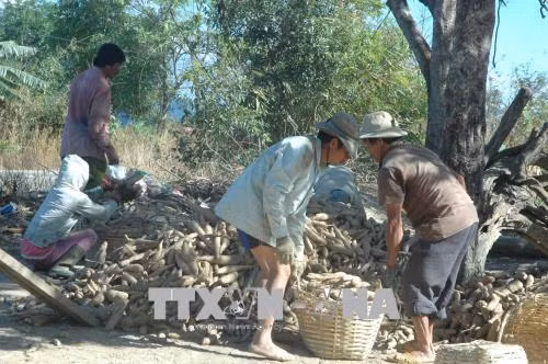 Giống sắn mới giúp đồng bào dân tộc tăng thu nhập ảnh 2