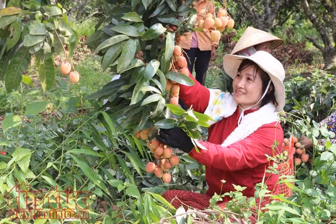 Nhộn nhịp mua bán vải thiều Lục Ngạn, Bắc Giang ảnh 2