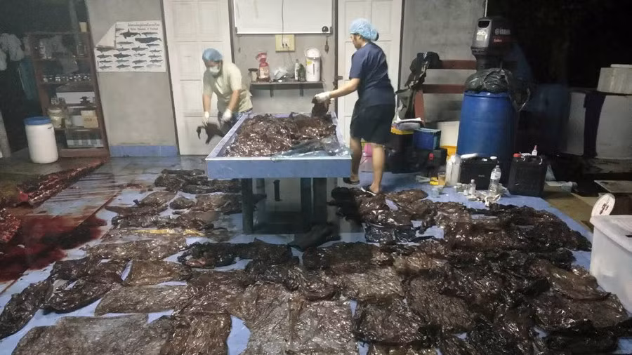 Sốc với hình ảnh cá voi chết vì nuốt hơn 80 túi ni lông rác ảnh 2