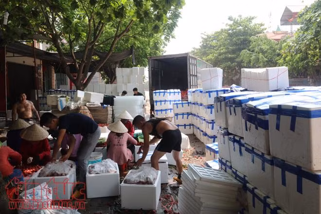 ‘Nóng’ các dịch vụ ‘ăn theo’ mùa vải thiều ảnh 1