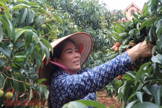Nhộn nhịp mua bán vải thiều Lục Ngạn, Bắc Giang ảnh 5