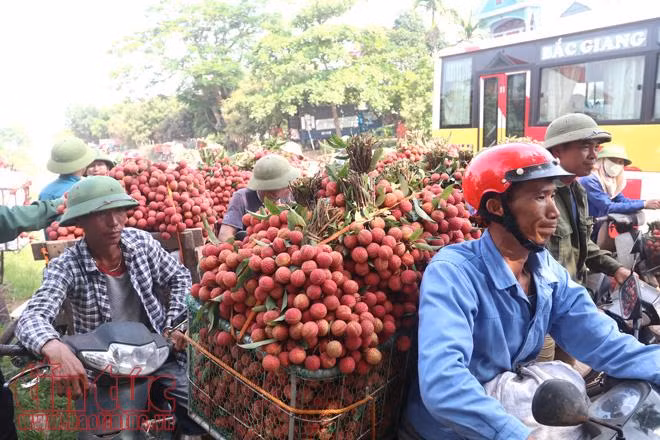 Nhộn nhịp mua bán vải thiều Lục Ngạn, Bắc Giang ảnh 8