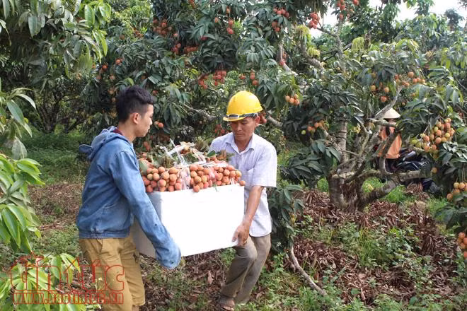 Nhộn nhịp mua bán vải thiều Lục Ngạn, Bắc Giang ảnh 3