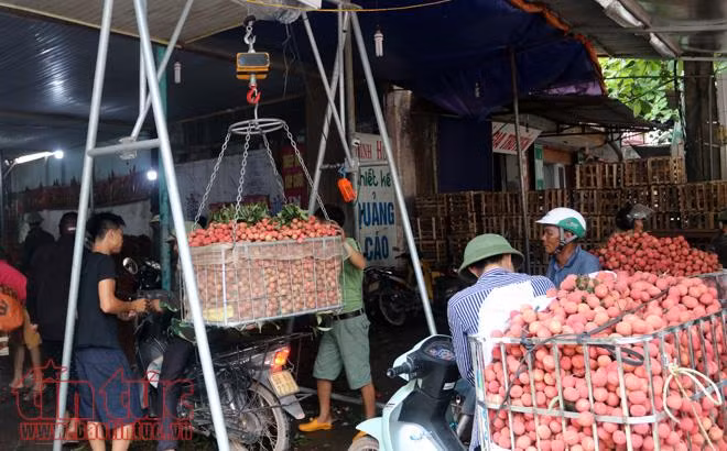 Nhộn nhịp mua bán vải thiều Lục Ngạn, Bắc Giang ảnh 14