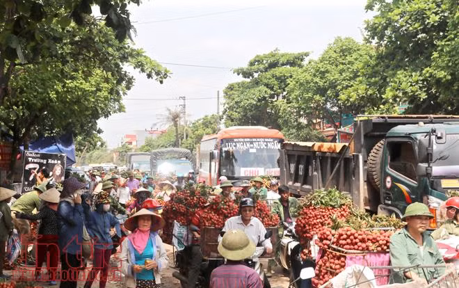 Nhộn nhịp mua bán vải thiều Lục Ngạn, Bắc Giang ảnh 18