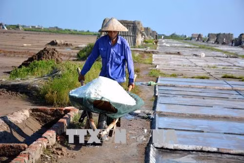 Gỡ khó cho người làm muối ở Nam Định ảnh 1