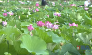 Hương sen miền di sản