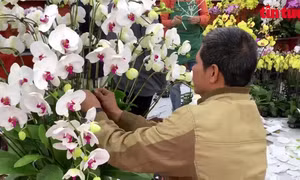 Hái ra 'tiền triệu' nhờ ngồi cắm hoa ngày Tết
