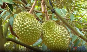 Sầu riêng bị thương lái bỏ cọc, rớt giá