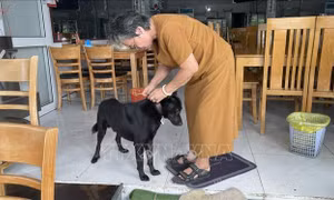 Huyện Côn Đảo thực hiện đeo thẻ có gắn mã QR cho đàn chó nuôi
