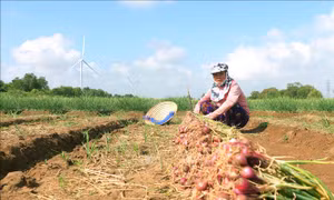 Nông dân Sóc Trăng kỳ vọng vào vụ hành tím sớm