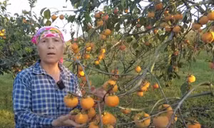 Mùa hồng chín ở cao nguyên Mộc Châu