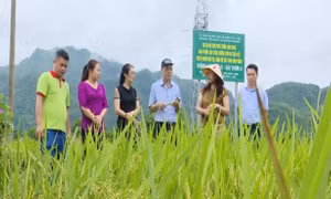 Nông nghiệp sinh thái mới chỉ dừng ở các mô hình