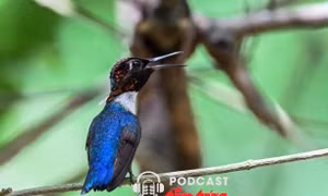 Bản giao hưởng chữa lành từ thiên nhiên