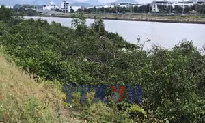 Khẩn trương xử lý hàng cây tự phát tại hạ lưu sông Quán Trường
