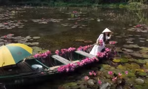 Đẹp nao lòng mùa hoa súng tím ở Ninh Bình