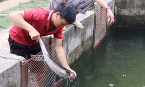 Phát triển nghề nuôi cá nước lạnh ở vùng cao Lai Châu
