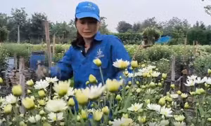 Hoa nở sau bão