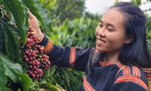 Cà phê đặc sản Việt xuất khẩu giá kỷ lục 1,2 triệu đồng/kg