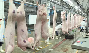 Thanh tra, kiểm tra đột xuất về thú y và an toàn thực phẩm dịp Tết